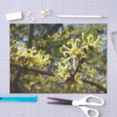 Hexenhazel-Blume Seidenpapier (Handwerk)