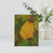 Hexenhazel Postcard Postkarte (Stehend Vorderseite)