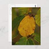 Hexenhazel Postcard Postkarte (Vorne/Hinten)
