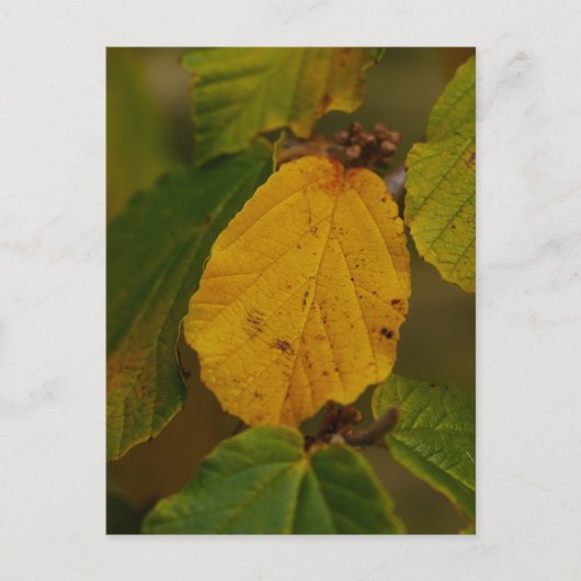 Hexenhazel Postcard Postkarte (Vorderseite)