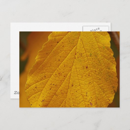 Hexenhazel Postcard Postkarte (Vorne/Hinten)