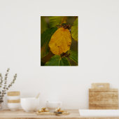 Hexenhazel Poster (Küche)