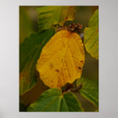 Hexenhazel Poster (Vorne)
