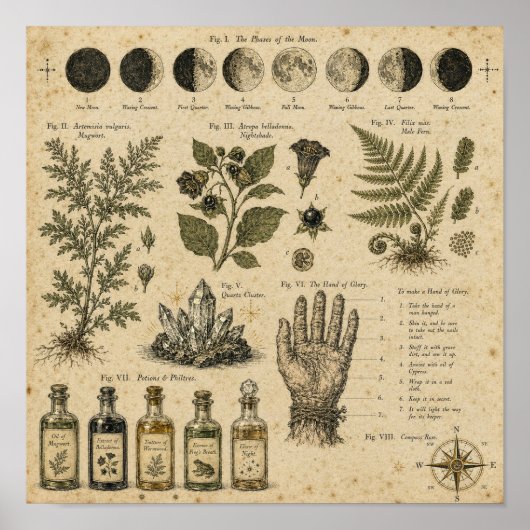 Hexenmondphasen-Botanikplatte Poster (Vorne)