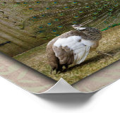 Hey Baby Peacock Poster (Ecke)