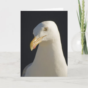 Hey Big Fella Seagull Card Karte