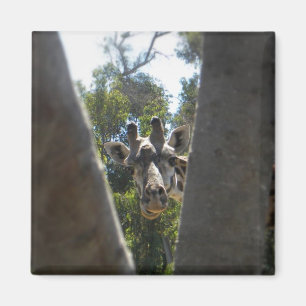 Hey da Giraffe Magnet