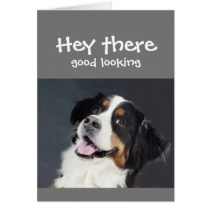 Hey Da sieht Koketter Geburtstag Niedlicher Hund g