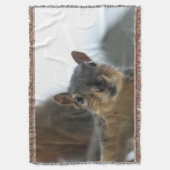 Hey, Decke (Vorderseite Vertikal)