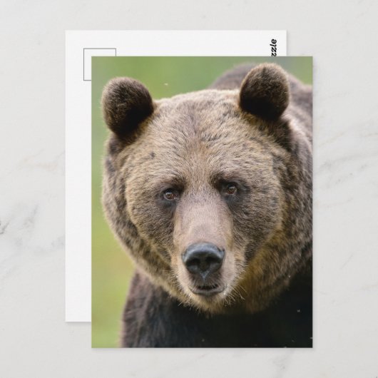 Hey, du Bear Postkarte (Vorne/Hinten)