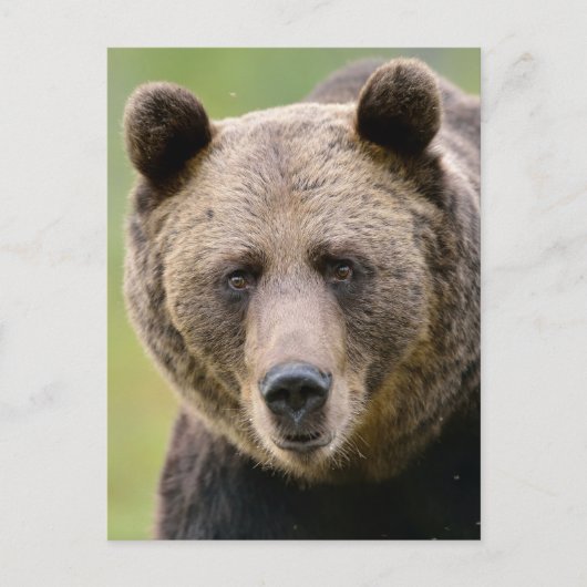Hey, du Bear Postkarte (Vorderseite)