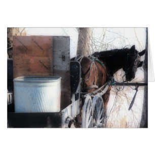 Hey, Orton-Effekt, Amish-Pferd