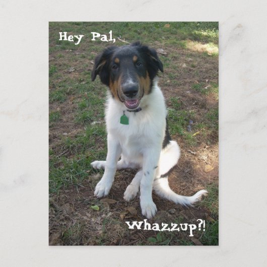Hey Pal, Whazzup?! Postkarte (Vorderseite)