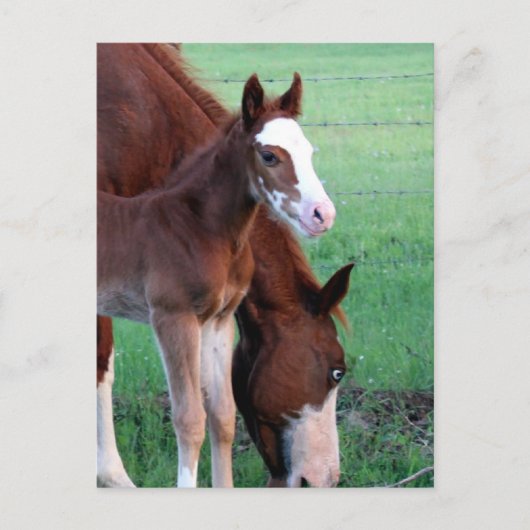 Hey, sieh mich an! postkarte (Vorderseite)