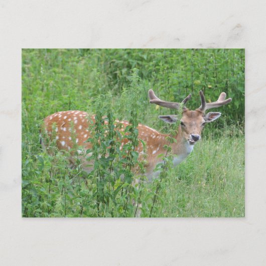 Hey - wer hat gesagt, dass du das kannst? postkarte (Vorderseite)