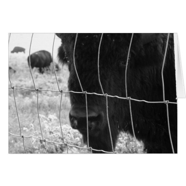 Hi (Vorderseite (Horizontal))