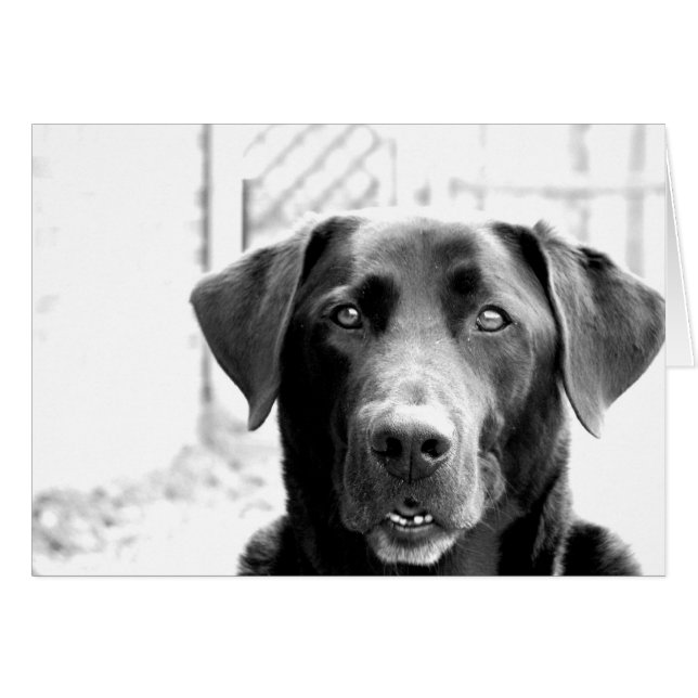 Hi (Vorderseite (Horizontal))