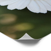 Hi-def-Fotografie eines Daisy, "Die Erde lacht in Poster (Ecke)