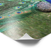 Hi-def-Fotografie von Peacock Fotodruck (Ecke)