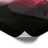Hi Hibiskus Luscious Shadows Poster Print (Ecke)
