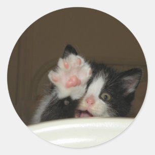 "Hi" Kitten Aufkleber