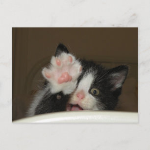 "HI" Kitten Postkarte