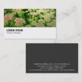 Hi-Phi - 0244 - Sedum "Herbstfreude" Visitenkarte (Vorne/Hinten)