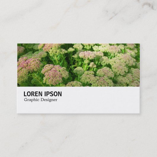 Hi-Phi - 0244 - Sedum "Herbstfreude" Visitenkarte (Vorderseite)