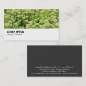 Hi-Phi - 0311 - Sedum (Herbstfreude) Visitenkarte (Vorne/Hinten)