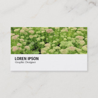 Hi-Phi - 0311 - Sedum (Herbstfreude) Visitenkarte