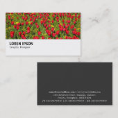 Hi-Phi - 036 - Red Tulips Visitenkarte (Vorne/Hinten)
