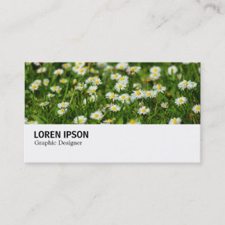 Hi-Phi - 0388 - Daisy Meadow Visitenkarte