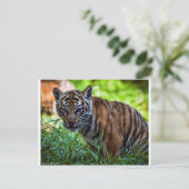Hi-Res Sumatran Tiger Cub Postkarte (Stehend Vorderseite)