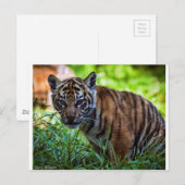 Hi-Res Sumatran Tiger Cub Postkarte (Vorne/Hinten)