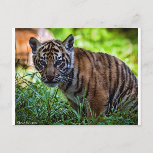 Hi-Res Sumatran Tiger Cub Postkarte (Vorderseite)