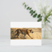 Hi-Res Tigres Stalking Postkarte (Stehend Vorderseite)