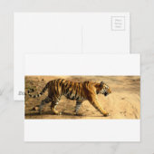 Hi-Res Tigres Stalking Postkarte (Vorne/Hinten)