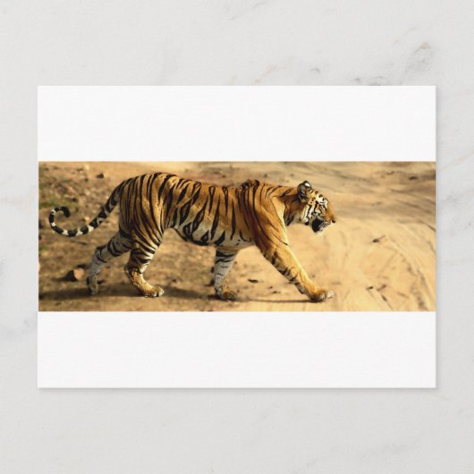 Hi-Res Tigres Stalking Postkarte (Vorderseite)