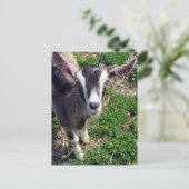 Hi There Goat Postkarte (Stehend Vorderseite)