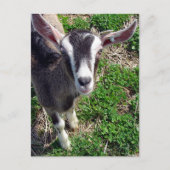 Hi There Goat Postkarte (Vorderseite)