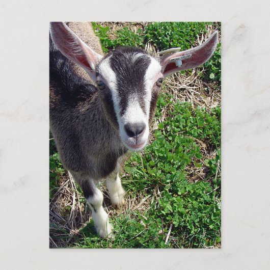Hi There Goat Postkarte (Vorderseite)