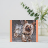 Hi There Yorkshire Terrier Postkarte (Stehend Vorderseite)