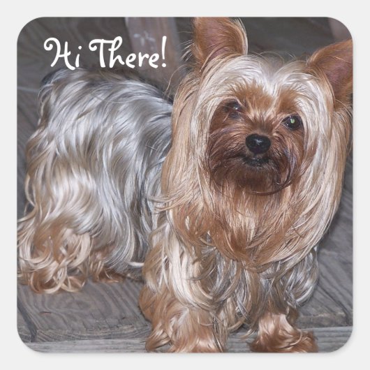 Hi There Yorkshire Terrier Quadratischer Aufkleber (Vorderseite)