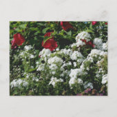 Hibiscus And Phlox Flower Garden Personalized Postkarte (Vorderseite)