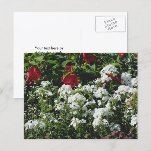 Hibiscus And Phlox Flower Garden Personalized Postkarte (Vorne/Hinten)