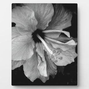 Hibiscus Fotoplatte