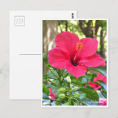 Hibiscus Postkarte (Vorne/Hinten)