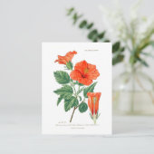 Hibiscus rosa-sinensis postkarte (Stehend Vorderseite)