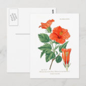Hibiscus rosa-sinensis postkarte (Vorne/Hinten)