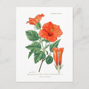 Hibiscus rosa-sinensis postkarte